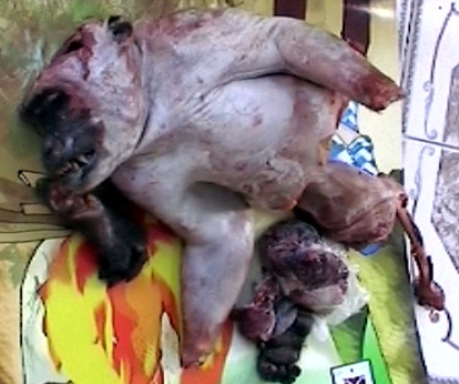 Nửa[-]con[-]khỉ[-]đã[-]bị[-]hán[-]hết[-]chỉ[-]trong[-]một[-]buổi[-]sáng.